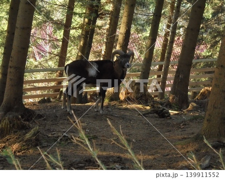 Male musmon standing in the darkness of deep spruce forest 139911552