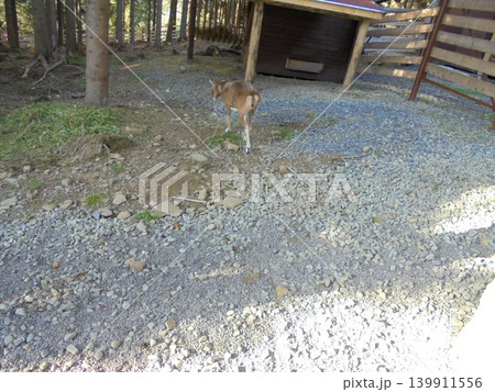 View into a game enclosure with rocky terrain and a female musmon walking away View into a game enclosure with rocky terrain and a female musmon walking away 139911556