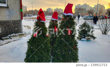 Thuja trees decorated with red Santa hats in a snowy yard, festive garden decor, winter holiday spirit. Christmas. Thuja trees decorated with red Santa hats in a snowy yard, festive garden decor, winter holiday spirit. Christmas. 139911713
