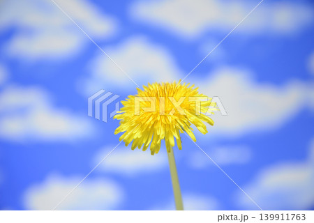 青空にタンポポの花 青空にタンポポの花 139911763