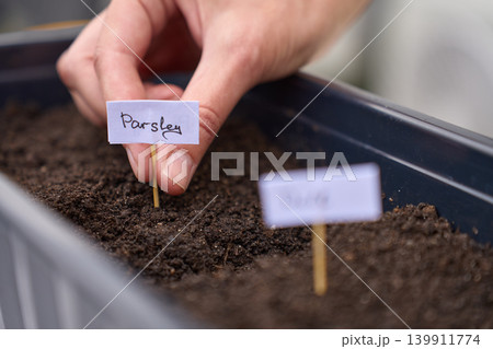 Hand places parsley label into dark soil in planter box during herb planting setup 139911774