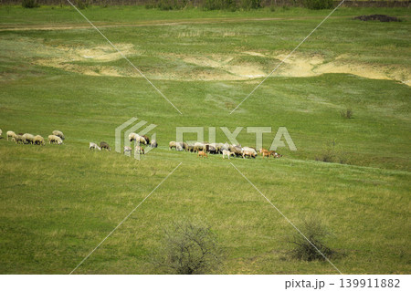 A herd of sheep on pasture A herd of sheep on pasture 139911882