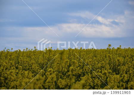field of yellow flowers of rape field of yellow flowers of rape 139911903