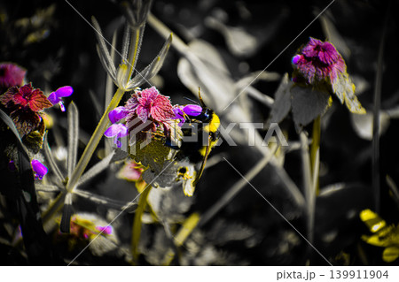 wild flowers in the forest wild flowers in the forest 139911904