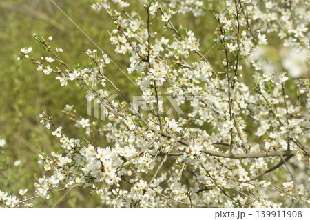 the blooming wild cherry tree 139911908