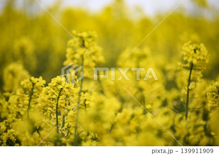 field of yellow flowers of rape field of yellow flowers of rape 139911909