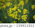 field of yellow flowers of rapeseed 139911922