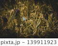 wild flowers in the field 139911923