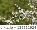 blossoming cherry tree in spring 139911924