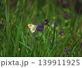 butterfly on a wild flower 139911925