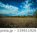 the field of reed in the forest 139911926