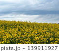 field of yellow flowers of rape 139911927