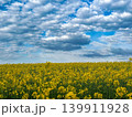 yellow rape field 139911928