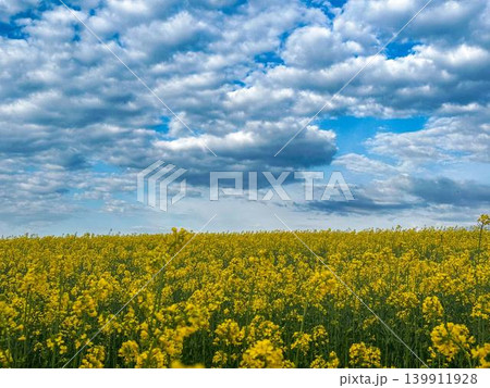 yellow rape field yellow rape field 139911928