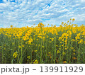 field of yellow flowers 139911929
