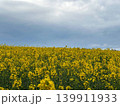 rape seed field 139911933