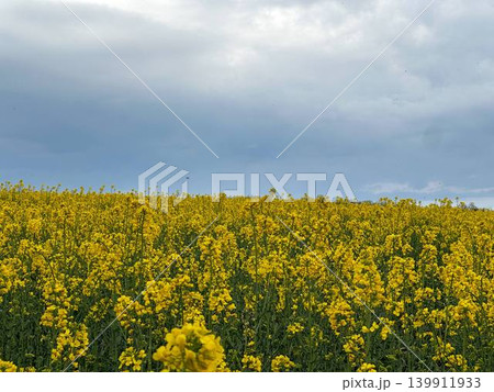 rape seed field 139911933
