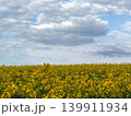 rapeseed field in spring 139911934