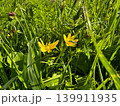 yellow wild flower in the grass 139911935