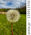 dandelion on the grass 139911936