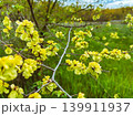 yellow flowers in spring 139911937