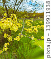 yellow flowers in the springtime 139911938