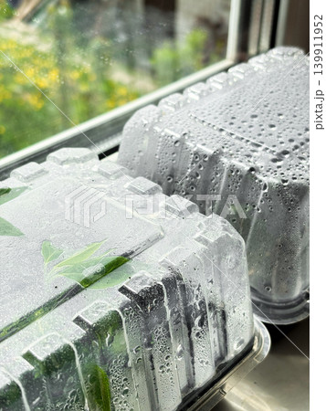 Two clear plastic containers on window sill. Each container holds green plants growing inside. Water droplets on surfaces, moisture inside. Greenery on background. Gardening and horticulture Two clear plastic containers on window sill. Each container holds green plants growing inside. Water droplets on surfaces, moisture inside. Greenery on background. Gardening and horticulture 139911952