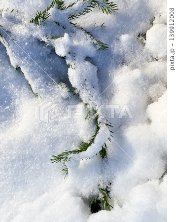 Closeup view of fresh snow blankets the ground, soft white textured surface. Green pine branches peek through snow. Sunlight highlighting contrast between vibrant greenery and chilly, white snow 139912008