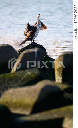 羽を乾かすウミウ 大型の野鳥 羽を乾かすウミウ 大型の野鳥 139912025