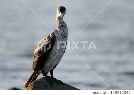 水辺で佇むウミウ 大型の野鳥 水辺で佇むウミウ 大型の野鳥 139912045