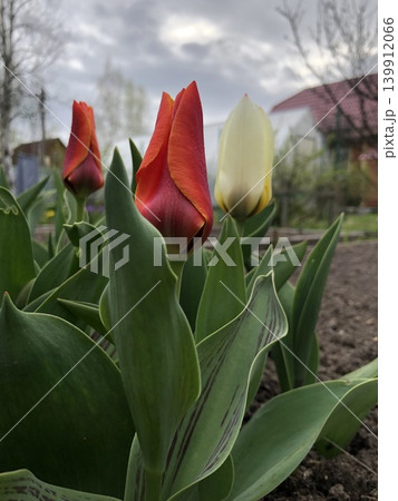 tulips in the budding stage 139912066