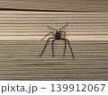 long-legged huntsman spider 139912067
