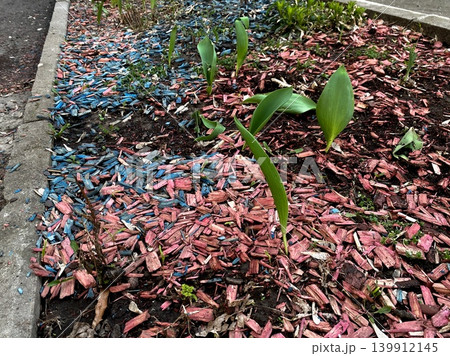 Vibrant urban garden flowerbed, colorful mulch in shades of pink and blue covers soil around growing green plants. Fresh green shoots contrast vividly with dyed wood chips, eye-catching landscape 139912145