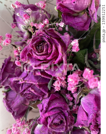 Closeup view of dried purple roses surrounded by tiny pink filler flowers, romantic and nostalgic atmosphere. Rich textures and colors, natural beauty in wilted state. Perfect for home decor Closeup view of dried purple roses surrounded by tiny pink filler flowers, romantic and nostalgic atmosphere. Rich textures and colors, natural beauty in wilted state. Perfect for home decor 139912251