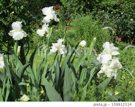 こじま花の会花畑に行く途中の植え込みのイチハツの白い花 こじま花の会花畑に行く途中の植え込みのイチハツの白い花 139912314