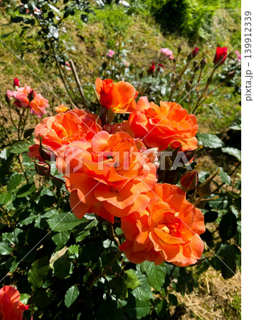 Lush orange roses showcase bright petals in garden setting, surrounded by green leaves. Sunlight highlights vibrant colors. Beauty of nature and growing organic plants Lush orange roses showcase bright petals in garden setting, surrounded by green leaves. Sunlight highlights vibrant colors. Beauty of nature and growing organic plants 139912339