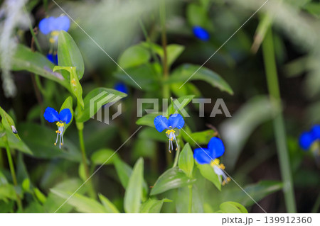 秋の草村に咲く露草の青い花 秋の草村に咲く露草の青い花 139912360