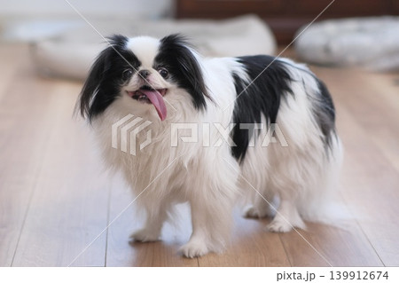 室内でくつろぐ狆(Japanese Chin) 小型犬のある暮らし 室内でくつろぐ狆(Japanese Chin) 小型犬のある暮らし 139912674