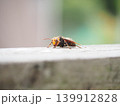 木の上のアシナガバチ 139912828