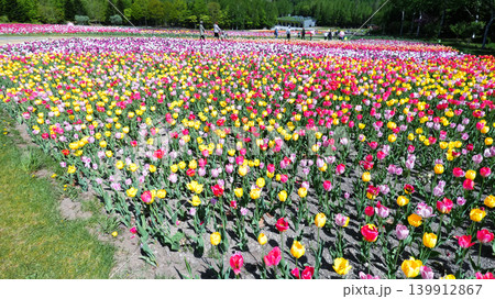 滝野すずらん公園のチューリップ畑 139912867