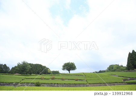 茶畑のある風景 139912968