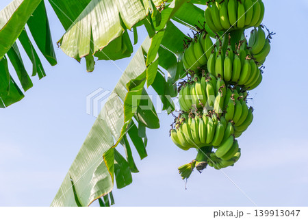 Fresh green banana bunch hanging tree large leaves under bright sunlight tropical agriculture scene clear sky natural outdoor environment Fresh green banana bunch hanging tree large leaves under bright sunlight tropical agriculture scene clear sky natural outdoor environment 139913047