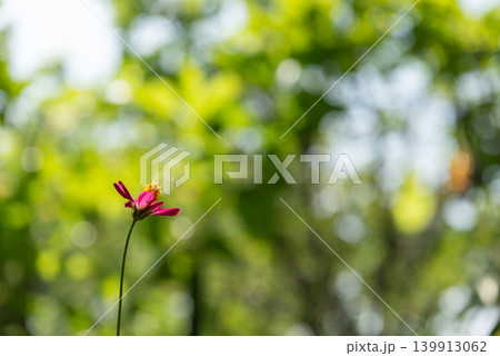 Single pink wildflower blooming tall stem soft green bokeh background natural sunlight fresh outdoor atmosphere minimal composition copy space Single pink wildflower blooming tall stem soft green bokeh background natural sunlight fresh outdoor atmosphere minimal composition copy space 139913062