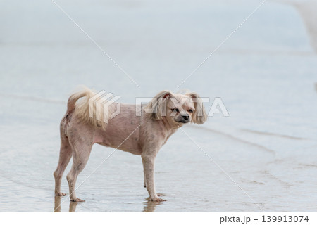 Small dog standing wet sandy beach near water calm expression outdoor pet lifestyle minimal background soft light natural environment Small dog standing wet sandy beach near water calm expression outdoor pet lifestyle minimal background soft light natural environment 139913074