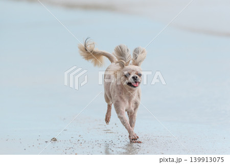 Small dog running happily wet sandy beach soft background energetic pet lifestyle outdoor activity freedom motion playful expression Small dog running happily wet sandy beach soft background energetic pet lifestyle outdoor activity freedom motion playful expression 139913075