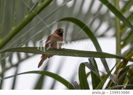 Scaly breasted munia perched tropical green leaf soft natural background small brown bird wildlife closeup nature photography calm peaceful environment Scaly breasted munia perched tropical green leaf soft natural background small brown bird wildlife closeup nature photography calm peaceful environment 139913080