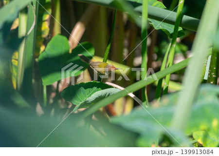 Common tailorbird perched leaf lush green foliage soft natural light wildlife closeup tropical habitat calm peaceful environment Common tailorbird perched leaf lush green foliage soft natural light wildlife closeup tropical habitat calm peaceful environment 139913084