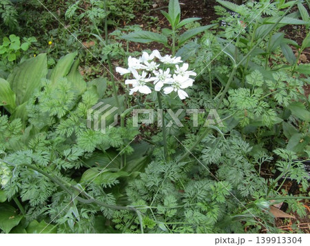 真っ白な綺麗な花はオルレアの白い花 真っ白な綺麗な花はオルレアの白い花 139913304