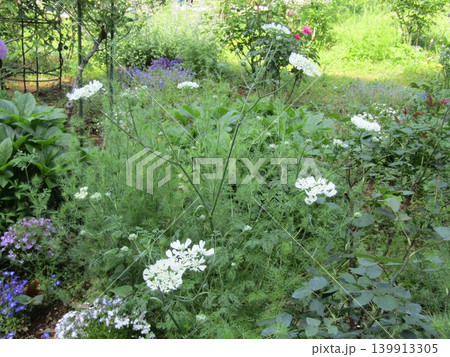 真っ白な綺麗な花はオルレアの白い花 139913305