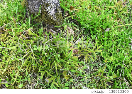 ヒカゲノカズラ・日陰蔓・原始的植物・正月飾り ヒカゲノカズラ・日陰蔓・原始的植物・正月飾り 139913309